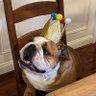 Burt the Bulldog's profile picture