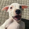 DZ profil fotoğrafı