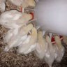 NKERA AGRO-FARM 🐤🐔🍗🚜🇷🇼💚's profile picture