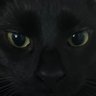 If you Think Cats are Awesome's profile picture