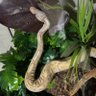 snek₿oy profil fotoğrafı