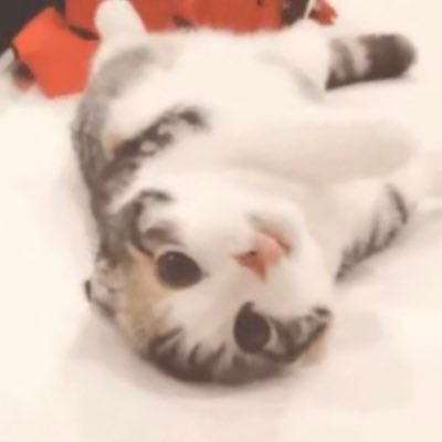 shupian51's profile picture
