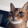 Chowt's profile picture