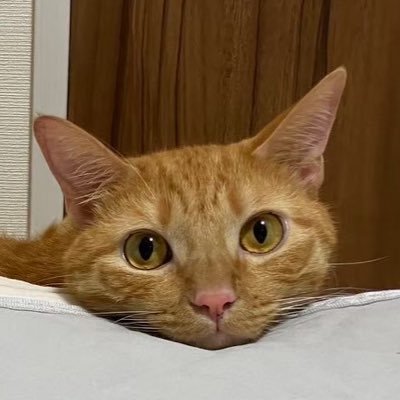 むぎときび's profile picture