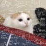 BixinAnônimo's profile picture