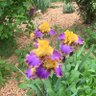 Фото профиля Mrs. Van
