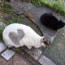 田舎猫#れいわ新選組 推し profil fotoğrafı