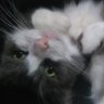 Hayley Richardson's profile picture