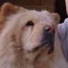 Profilbild von Sexto perro del javo