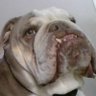 Bulldog_gaming profil fotoğrafı