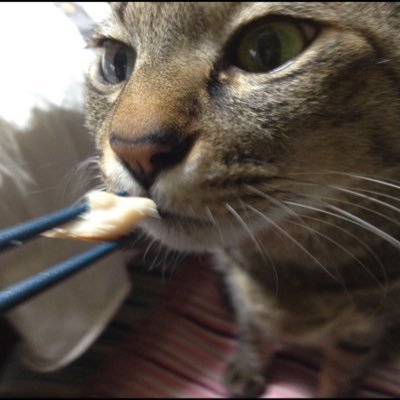 たまろう's profile picture