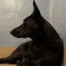 Obsidian Pearl profil fotoğrafı
