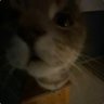 Profilbild von nob