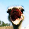 Profilbild von 悪知恵bird