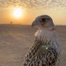 sultan's profile picture