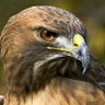 الصقر العراقي profil fotoğrafı