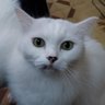 Profilbild von nuch