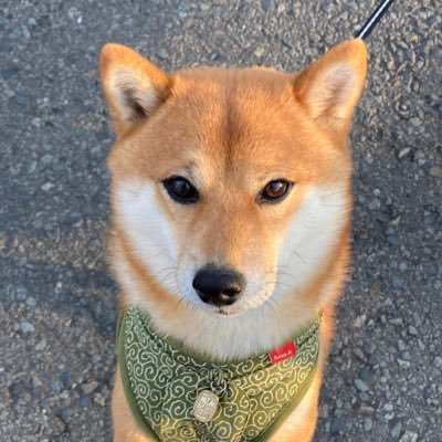 mori70koha11's profile picture