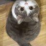天赋选手 profil fotoğrafı