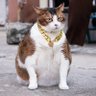 Wantan's profile picture