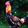 Фото профиля robertocarlo