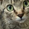 たまこ profil fotoğrafı