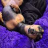 perro salchicha gordo bachicha's profile picture