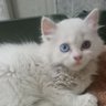 manoo's profile picture