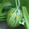 Фото профиля ぅまそぅ