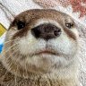 タカまんじゅう 的头像