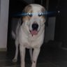 Afonso Terribilis's profile picture