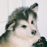 Ryan's profile picture