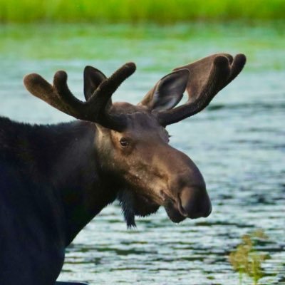 The Wild North's profile picture