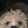 Фото профиля x..RJ,plus hims little dog to🐾🇨🇦