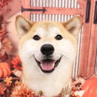 kaicho_shiga's profile picture