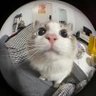 Jacknho}:)'s profile picture