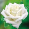 Фото профиля صابر محمود