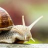 camarujo 🐌 profil fotoğrafı