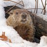 Фото профиля Marmota2