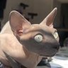 Ex-Guildmaster profil fotoğrafı