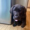 Apeshifter profil fotoğrafı