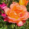 Фото профиля Meyers Sl1923