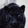 Profilbild von Thilak