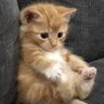 Фото профиля Cats