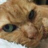 🐈️みゃーちゃ(みゃーちん💜)'s profile picture