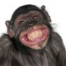 Profilbild von Teimoso