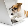 SESの犬@営業出戻り目指して就活中's profile picture