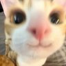 Фото профиля Meow Me Life