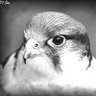 ♧'s profile picture