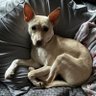 Profilbild von DogLover1549